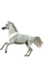 horse 71