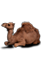 camel 71
